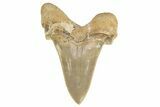 Serrated Sokolovi (Auriculatus) Shark Tooth - Dakhla, Morocco #249403-1